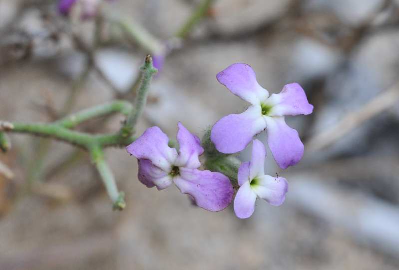 Matthiola sinuata e Matthiola tricuspidata